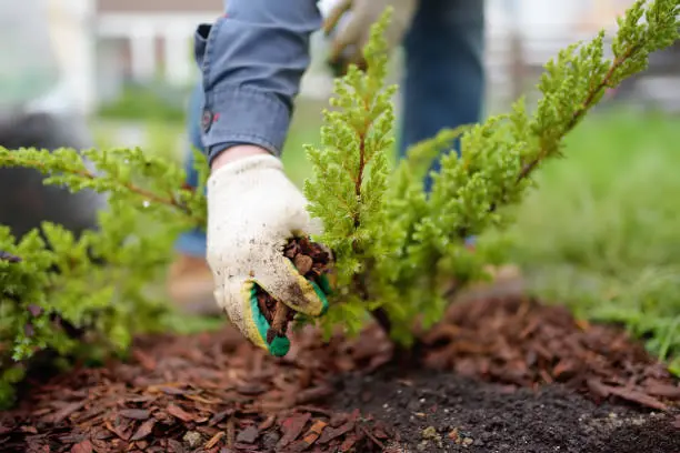 Affordable Mulching in Pueblo, CO