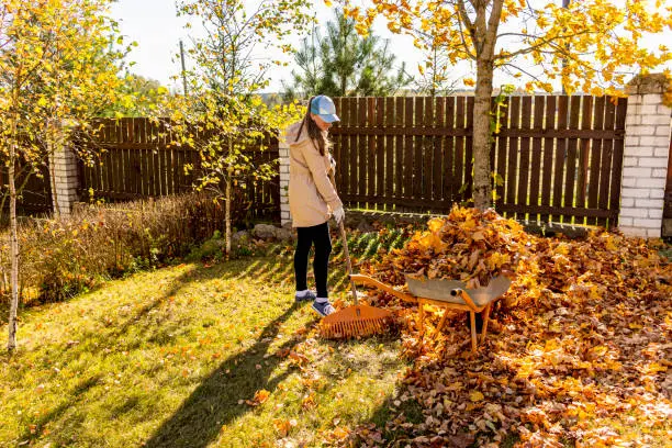 How To Clean A Backyard in Pueblo, CO