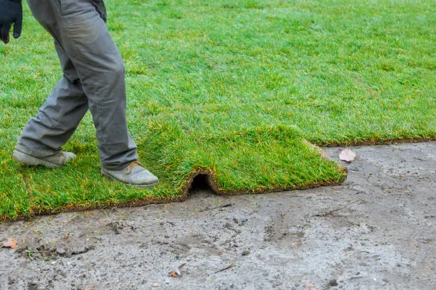 How long after installing sod can you walk on it Pueblo, CO