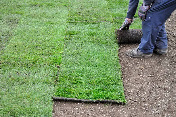 How long after installing sod can you walk on it in Pueblo, CO