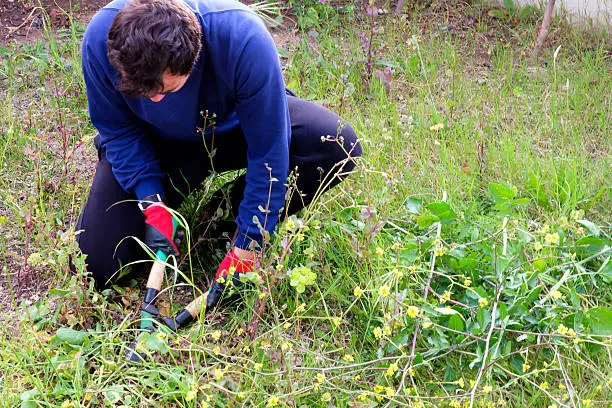 How to clear a yard full of weeds in Pueblo, CO